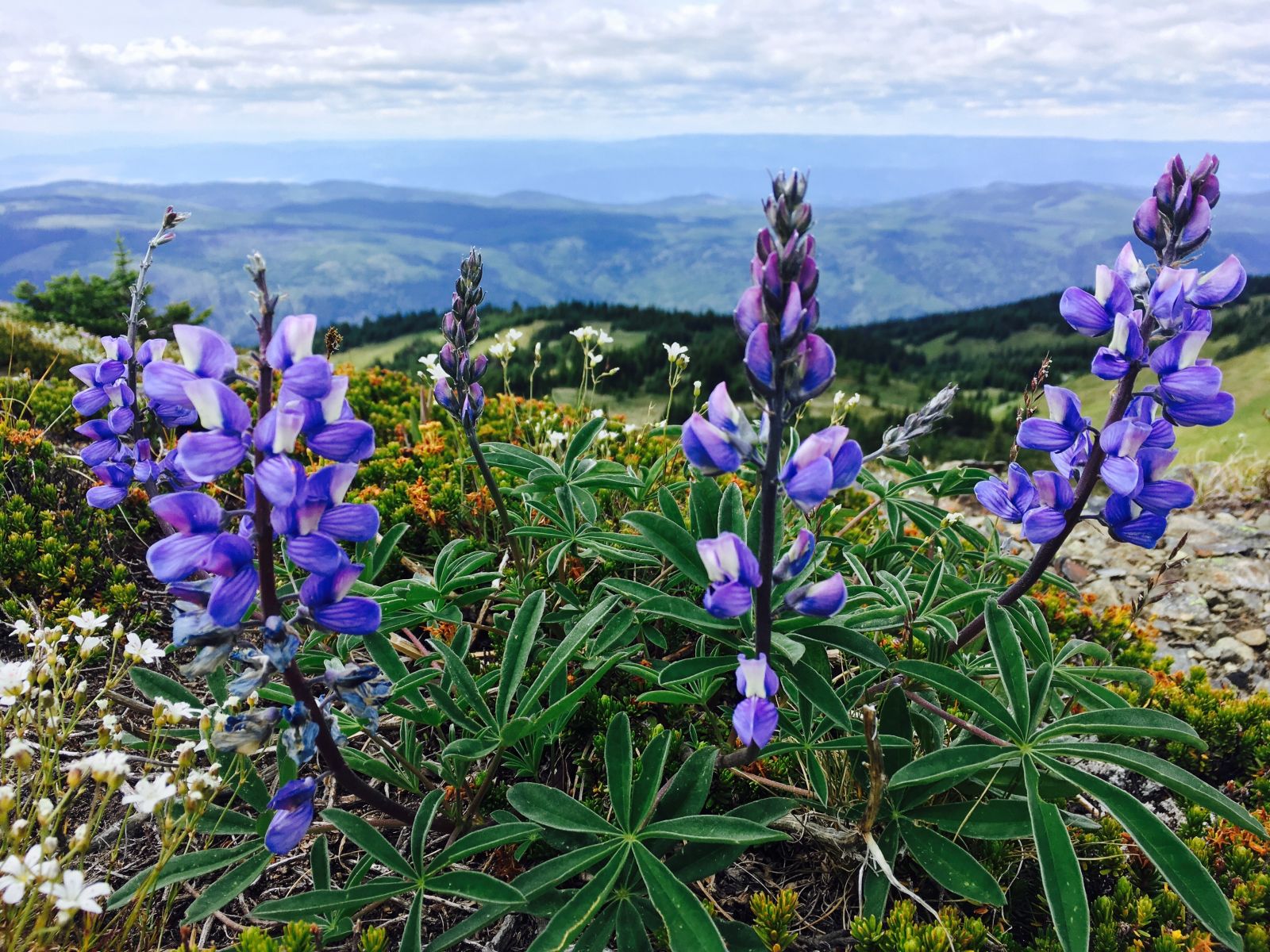 Spring flowers in Sun Peaks, CA
