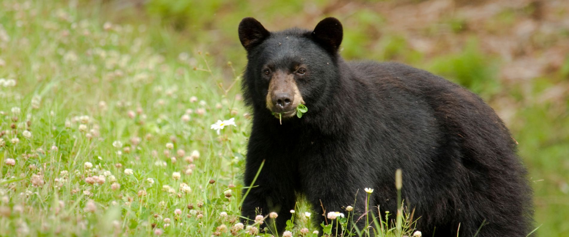 bear eating in a meadow